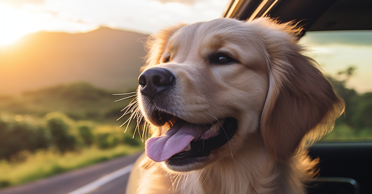 Ensuring Your Dog’s Safety On The Road: Vital Tips For Owners